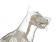 Silhouette di cane con scheletro visibile su sfondo bianco, illustrazione digitale . — Foto stock