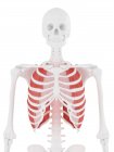 Menschliches Skelett mit rot gefärbtem äußeren Interkostalmuskel, digitale Illustration. — Stockfoto
