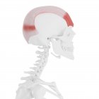 Людський скелет з докладним червоним м'яз Frontalis, цифрова ілюстрація. — стокове фото