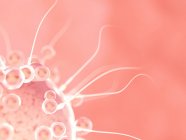 Оплодотворение яйцеклетки сперматозоидами, цифровая иллюстрация
. — стоковое фото