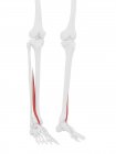 Menschliches Skelettstück mit detailliertem rotem Streckmuskel Hallucis longus, digitale Illustration. — Stockfoto