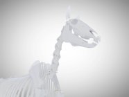 Scheletro di cavallo, rendering 3D realistico . — Foto stock