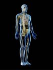 Мужская нервная система в силуэте тела, компьютерная иллюстрация
. — стоковое фото