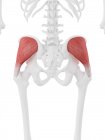 Esqueleto humano com músculo glúteo médio vermelho detalhado, ilustração digital . — Fotografia de Stock