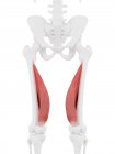 Modello di scheletro umano con dettagliato muscolo Vastus medialis, illustrazione al computer
. — Foto stock