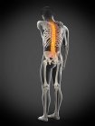 Rear view of male body with back pain, conceptual illustration. — Stock Photo