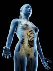 Système nerveux du haut du corps féminin, illustration par ordinateur
. — Photo de stock