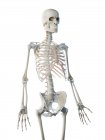 Людський скелет верхніх кісток тіла, комп'ютерна ілюстрація . — стокове фото