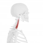 Esqueleto humano con músculo escaleno medio rojo detallado, ilustración digital . - foto de stock