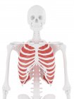 Esqueleto humano con rojo detallado Músculo intercostal interno, ilustración digital . - foto de stock