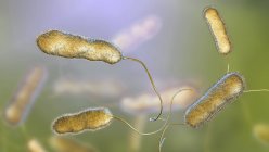 Digital illustration of Legionella pneumophila bacteria, cause of Legionnaires disease. — Stock Photo