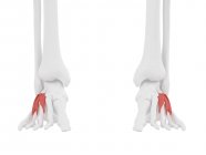 Human skeleton part with detailed red Extensor digitorum brevis muscle, digital illustration. — Stock Photo
