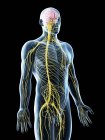 Sistema nervioso masculino en silueta corporal, ilustración por ordenador . - foto de stock