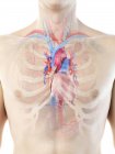 Gefäßsystem und Herz im männlichen Körper, Computerillustration. — Stockfoto