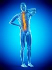 Мужское тело с болью в спине на синем фоне, концептуальная иллюстрация
. — стоковое фото