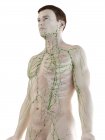Modelo masculino anatómico que muestra el sistema linfático, ilustración digital . - foto de stock