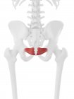 Esqueleto humano con detallado músculo Iliococcígeo rojo, ilustración digital . - foto de stock