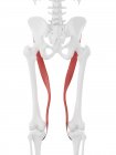 Esqueleto humano con músculo Sartorius de color rojo, ilustración digital
. - foto de stock