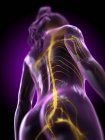 Niedrigwinkel-Ansicht des Rückenmarks im weiblichen Körper, Computerillustration. — Stockfoto