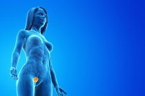 Сечовий міхур в абстрактному жіночому тілі на синьому тлі, комп'ютерна ілюстрація. — стокове фото