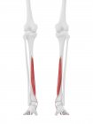 Часть скелета человека с подробным красным Flexor digitorum длинные мышцы, цифровая иллюстрация
. — стоковое фото