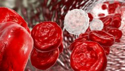 Weiße Blutkörperchen mit roten Blutkörperchen, Computerillustration. — Stockfoto