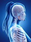 Жіноча анатомія голови та шиї та скелетної системи, комп'ютерна ілюстрація . — стокове фото