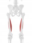 Modello di scheletro umano con dettagliato muscolo Vastus intermedius, illustrazione al computer
. — Foto stock