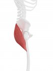 Menschliches Skelettstück mit detailliertem roten Gesäßmuskel maximus, digitale Illustration. — Stockfoto
