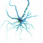 Blau gefärbte Nervenzelle auf weißem Hintergrund, digitale Illustration. — Stockfoto