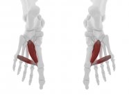 Parte del esqueleto humano con músculo Aductor rojo detallado hallucis, ilustración digital . - foto de stock