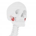 Esqueleto humano con músculo masetero profundo de color rojo, ilustración digital . - foto de stock