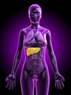 Silueta femenina con hígado detallado sobre fondo púrpura, ilustración por ordenador . - foto de stock