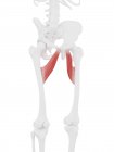 Parte do esqueleto humano com músculo vermelho detalhado da breva do adutor, ilustração digital . — Fotografia de Stock