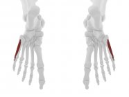 Parte del esqueleto humano con músculo rojo detallado Flexor digiti minimi brevis, ilustración digital . - foto de stock