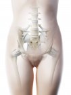 Anatomia del bacino femminile e sistema scheletrico, illustrazione al computer
. — Foto stock