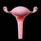 Realistic female uterus on black background, computer illustration. — Stock Photo