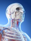Vascular system of neck in male body, computer illustration. — Stock Photo
