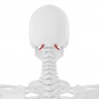 Menschliches Skelett mit rot gefärbtem obliquus superior capitis muskel, digitale Illustration. — Stockfoto