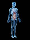 Модель человеческого тела, показывающая женскую анатомию с внутренними органами, цифровая 3D рендеринг иллюстрация . — стоковое фото