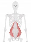 Модель людського скелета з деталізованим м'язами трансверсального абдомінізму, комп'ютерна ілюстрація . — стокове фото
