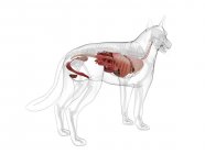 Anatomia do cão com órgãos visíveis sobre fundo branco, ilustração digital . — Fotografia de Stock