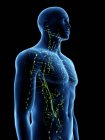 Абстрактне чоловіче тіло з видимою лімфатичною системою, цифрова ілюстрація . — стокове фото
