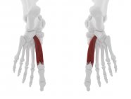 Частина скелета людини з деталізованим червоним флектором галюцис м'яз, цифрова ілюстрація . — стокове фото