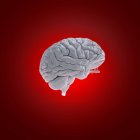 Белая модель человеческого мозга на красном фоне, цифровая иллюстрация . — стоковое фото