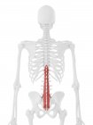 Menschliches Skelett mit rot gefärbtem Multifidus-Muskel, digitale Illustration. — Stockfoto