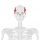 Modelo de esqueleto humano con músculo temporal detallado, ilustración por computadora . - foto de stock