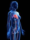 Жіноче тіло з видимою серцево-судинною системою, цифровий приклад. — стокове фото