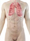 Pulmones en anatomía del cuerpo masculino, ilustración por computadora . - foto de stock