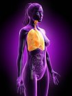 Modello anatomico femminile con polmoni gialli colorati e visibili, illustrazione al computer
. — Foto stock